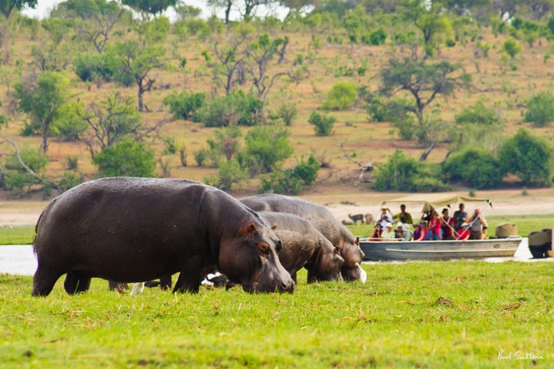 A heard of hippos grazes on Kasikili Island, in the Chobe River, as tourists watch from a small river boat.